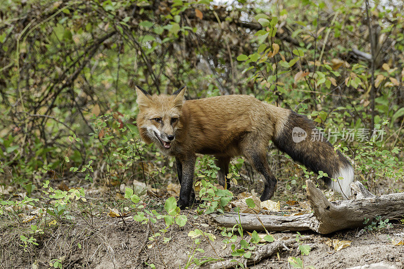 赤狐(Vulpes Vulpes)是食肉目哺乳动物。它是陆地上食肉动物中分布最广的，原产于加拿大、阿拉斯加、几乎所有邻近的美国、欧洲和北非